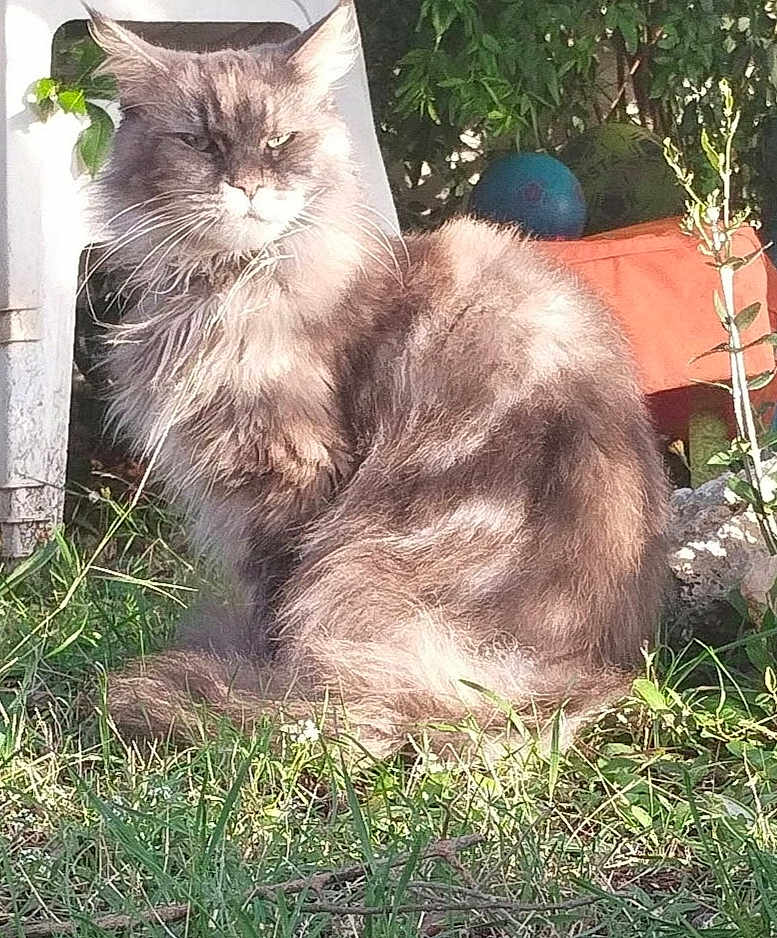 Artémis participe au concours pour gagner de l'argent avec cette photo : cat, gray_cat, fluffy, outdoor, grass, plants, sunlight, animal, pet, feline, nature, sitting, serious_expression, garden, greenery, fur, whiskers, closeup, daylight, backyard