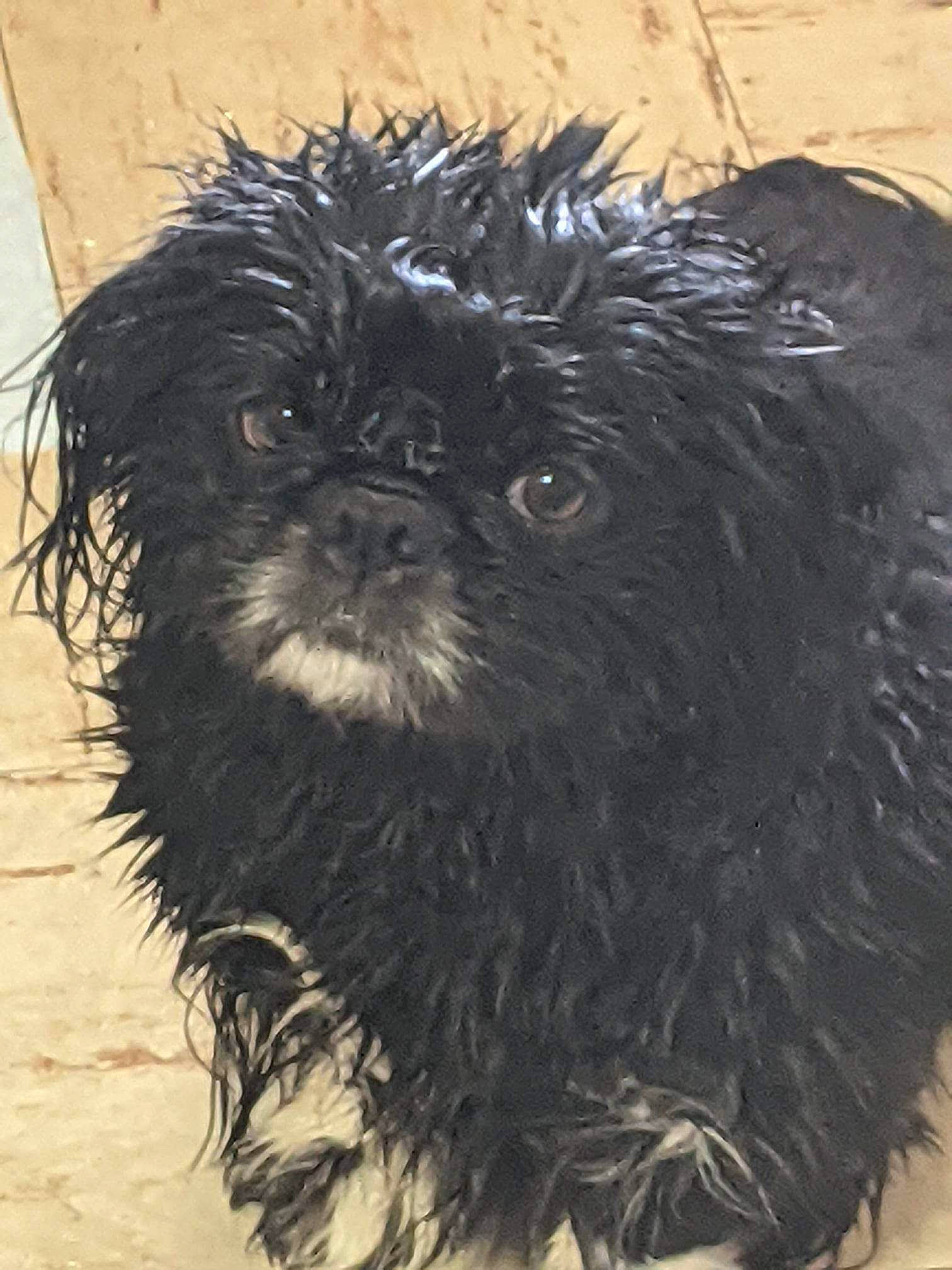 Chance joined the competition — help win amazing prizes! canidae, carnivore, companion_dog, dog, dog_breed, fur, liver, maltepoo, non_sporting_group, puppy, small_terrier, snout, sporting_group, terrestrial_animal, terrier, toy_dog, water_dog, working_animal, yorkipoo