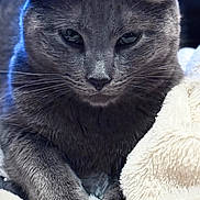 Ruby is registered to the contest to win money with this photo: cat, gray_cat, close_up, pet, animal, feline, whiskers, ears, fur, blanket, soft, cozy, resting, indoor, portrait, cute, domestic_animal, sleepy, relaxed, face