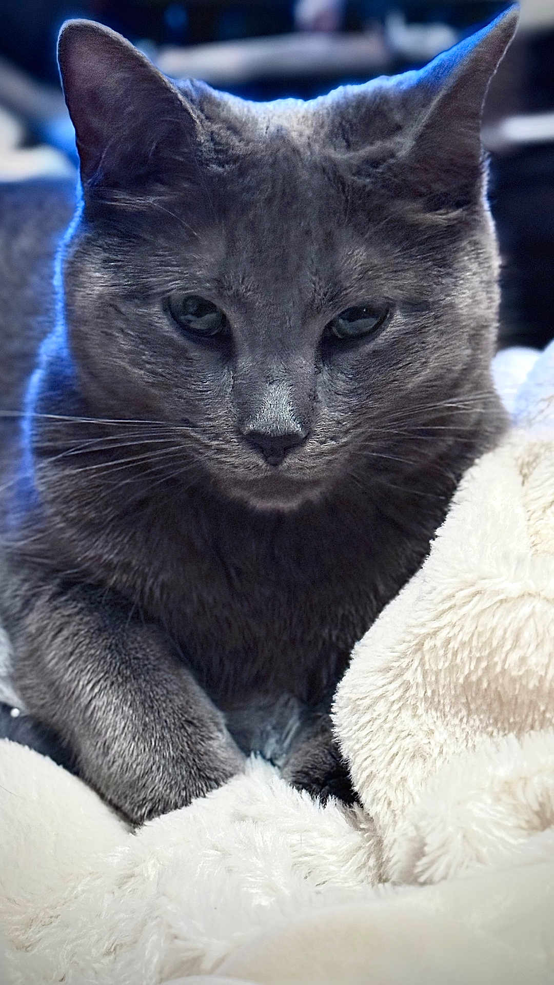 Ruby is registered to the contest to win money with this photo: cat, gray_cat, close_up, pet, animal, feline, whiskers, ears, fur, blanket, soft, cozy, resting, indoor, portrait, cute, domestic_animal, sleepy, relaxed, face