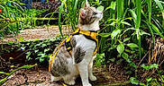 Ambre a rejoint le concours — aidez-le/la à gagner de superbes lots ! cat, animal, pet, harness, yellow, garden, plants, greenery, outdoor, nature, foliage, curious, sitting, step, leaf, daylight, mammal, young_cat, whiskers, alert