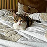 Ambre a rejoint le concours — aidez-le/la à gagner de superbes lots ! cat, tabby_cat, bed, white_bedding, pillows, headboard, indoor, cozy, relaxed, fur, whiskers, ears, nose, sleepy, pet, animal, domestic, feline, texture, comfort