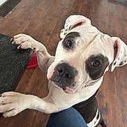 Lucy is registered to the contest to win money with this photo: dog, pet, animal, black_and_white, canine, floor, wooden_floor, indoor, countertop, paw, looking_up, curious, collar, close_up, portrait, domestic_animal, friendly, attention_seeking, companion, knees