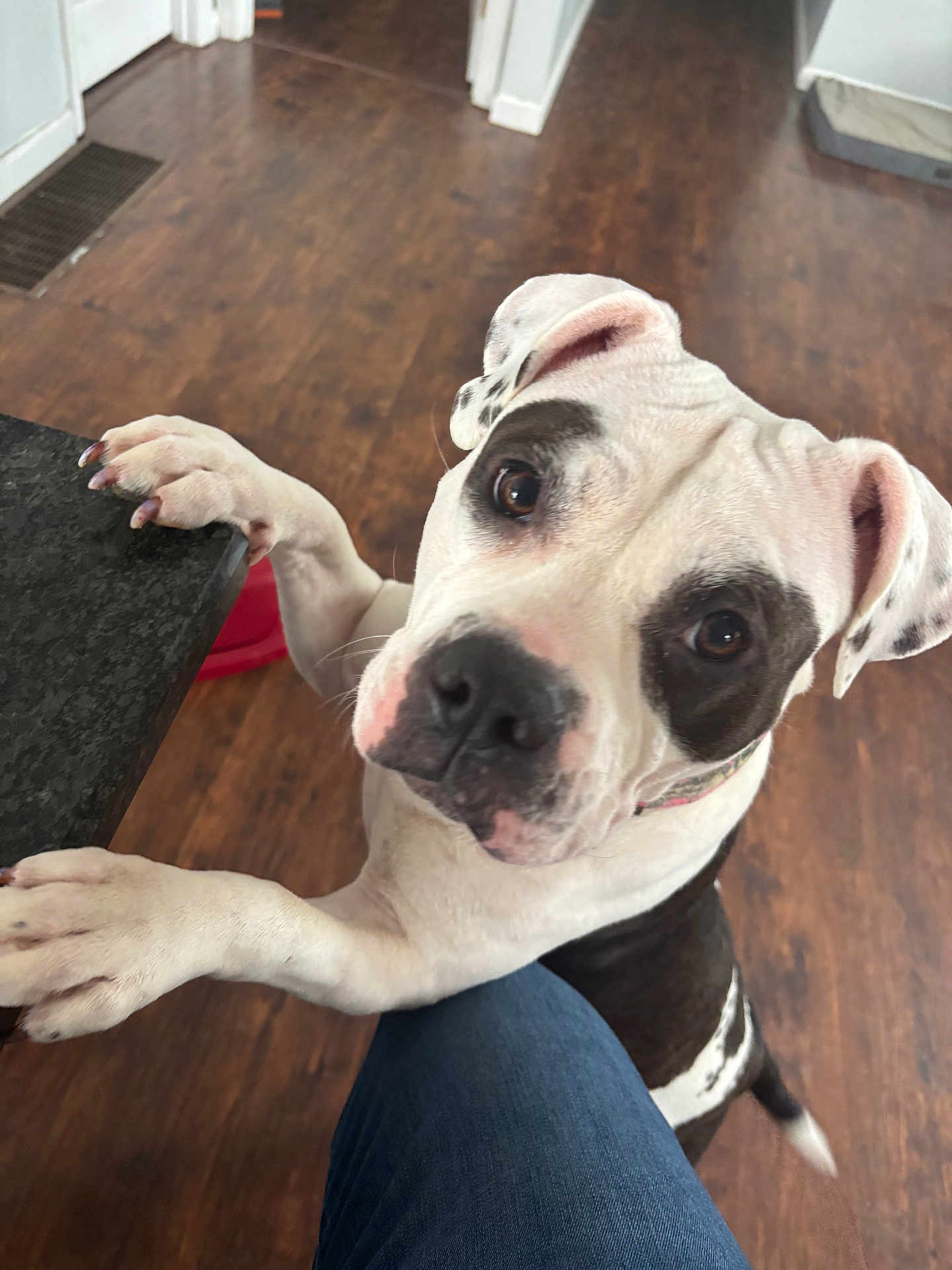Lucy is registered to the contest to win money with this photo: dog, pet, animal, black_and_white, canine, floor, wooden_floor, indoor, countertop, paw, looking_up, curious, collar, close_up, portrait, domestic_animal, friendly, attention_seeking, companion, knees