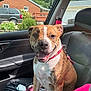 dog, brindle, pet, car_interior, seat, collar, sunlight, smiling, canine, vehicle, window, door, garden, plants, suburban, leash, blanket, happy, domestic_animal, companion