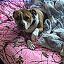 dog, bed, blanket, comforter, pink, camouflage_pattern, brown_dog, brindle, indoor, pet, animal, fur, collar, resting, cozy, furniture, paw, curious, sleepy, soft