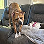 dog, brindle_dog, sleeping_dog, couch, blanket, living_room, window, natural_light, collar, pet, furniture, indoor, resting, curious, leather_couch, two_dogs, home, cozy, relaxed, animal