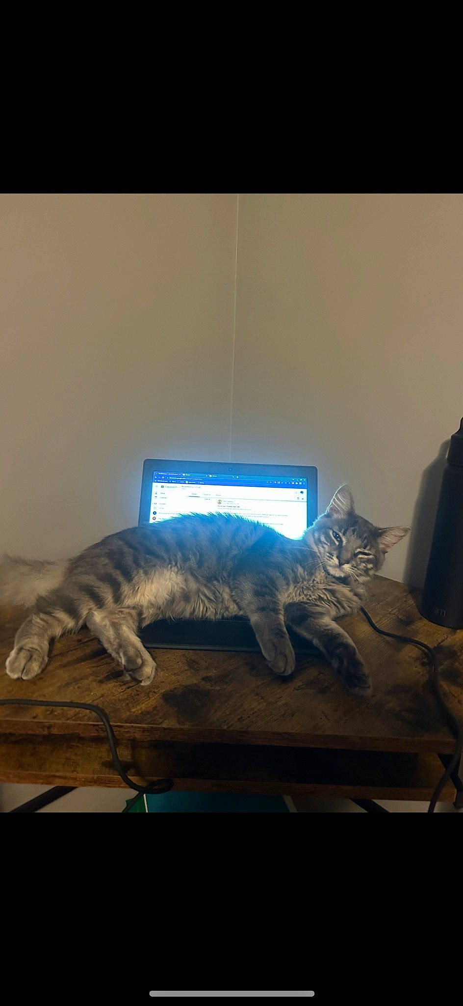 Fruitloop is registered to the contest to win money with this photo: carnivore, cat, comfort, computer, computer_keyboard, desktop_computer, display_device, domestic_short_haired_cat, electronic_device, felidae, flat_panel_display, fur, grey, personal_computer, room, small_to_medium_sized_cats, tail, whiskers, window, wood