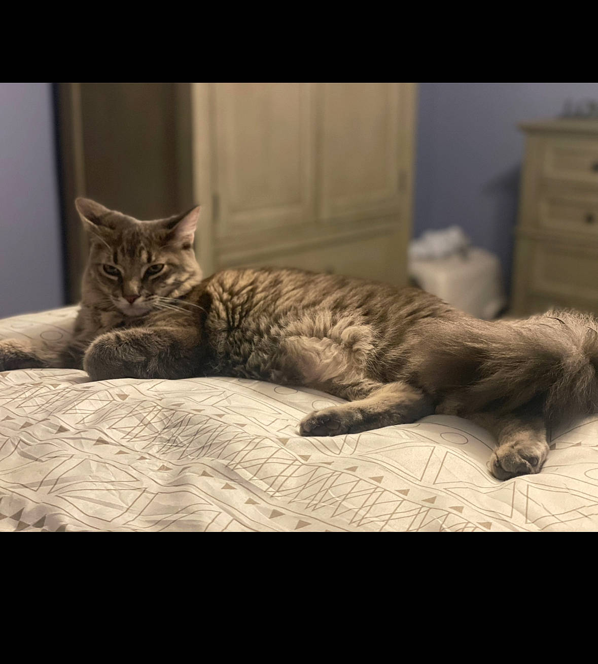 Fruitloop is registered to the contest to win money with this photo: bed, carnivore, cat, claw, comfort, domestic_short_haired_cat, felidae, flooring, fur, grey, metal, monochrome, paw, room, sitting, small_to_medium_sized_cats, tail, terrestrial_animal, whiskers, wood