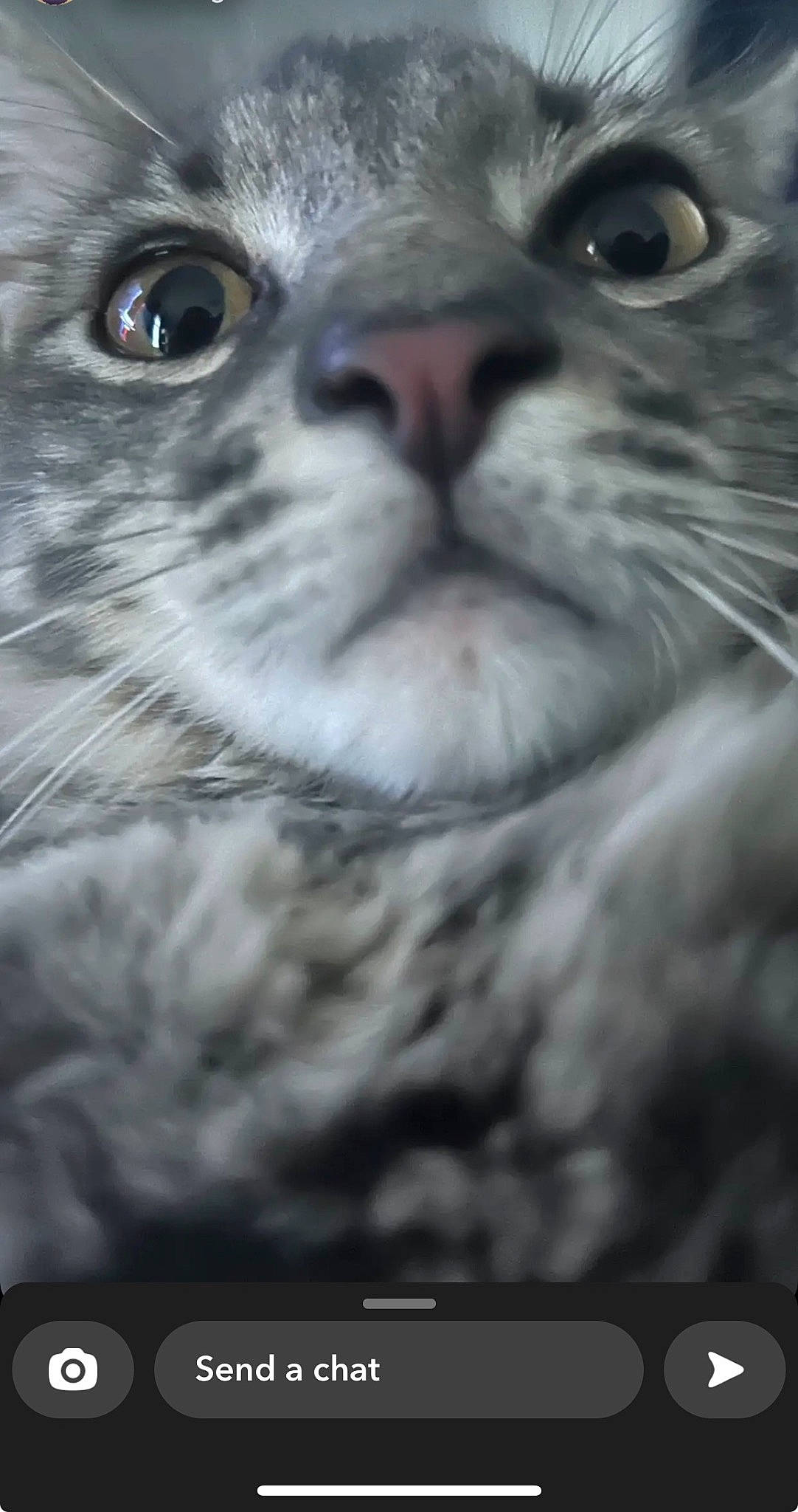 Fruitloop is registered to the contest to win money with this photo: black, carnivore, cat, close_up, darkness, domestic_short_haired_cat, eyelash, felidae, fur, grey, iris, monochrome_photography, organism, photograph, small_to_medium_sized_cats, snapshot, snout, terrestrial_animal, whiskers, white