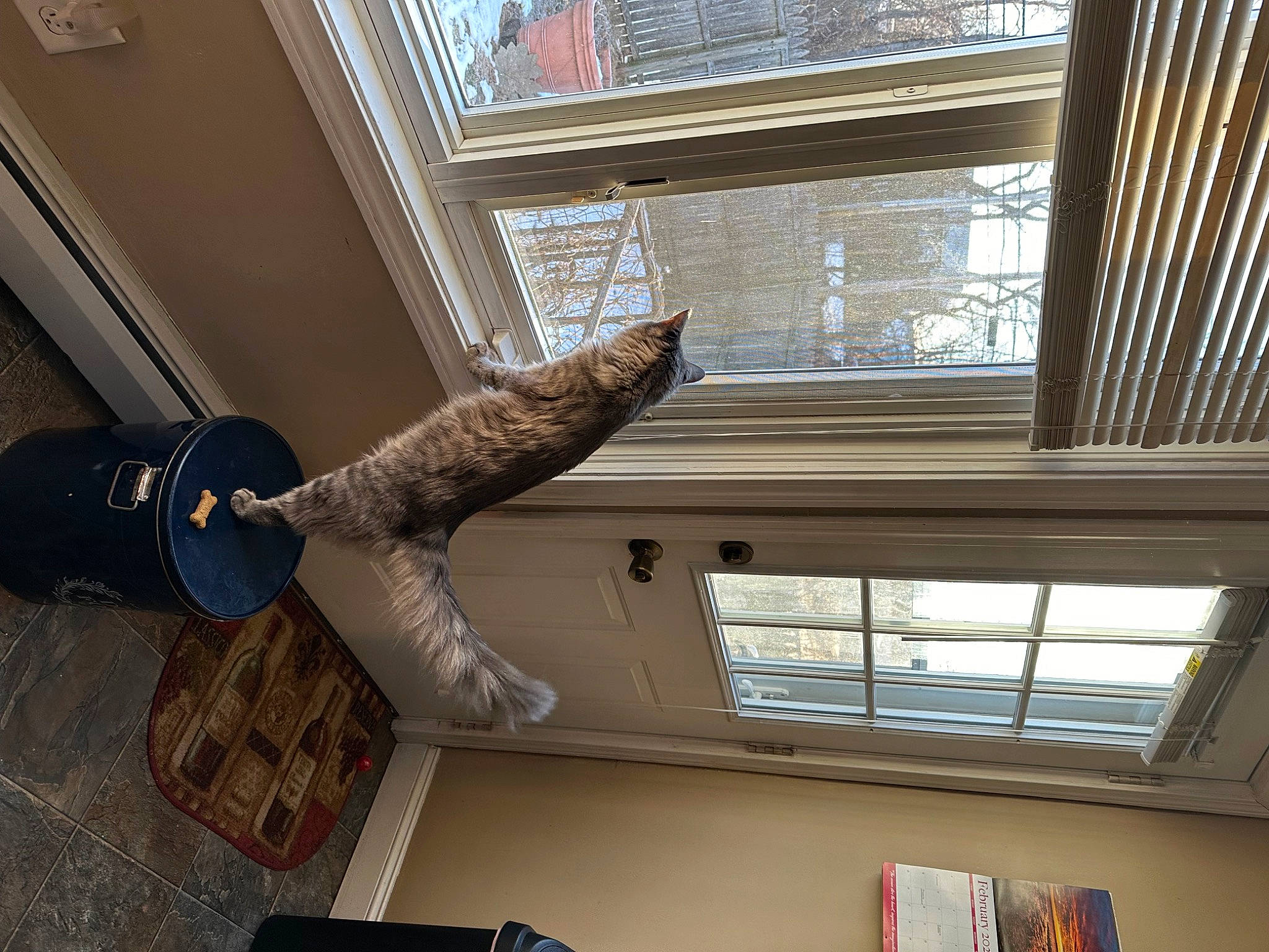 Fruitloop joined the competition — help win amazing prizes! beam, building, ceiling, felidae, fixture, flooring, glass, hardwood, interior_design, molding, property, room, sash_window, shade, tail, tree, window, window_blind, window_treatment, wood