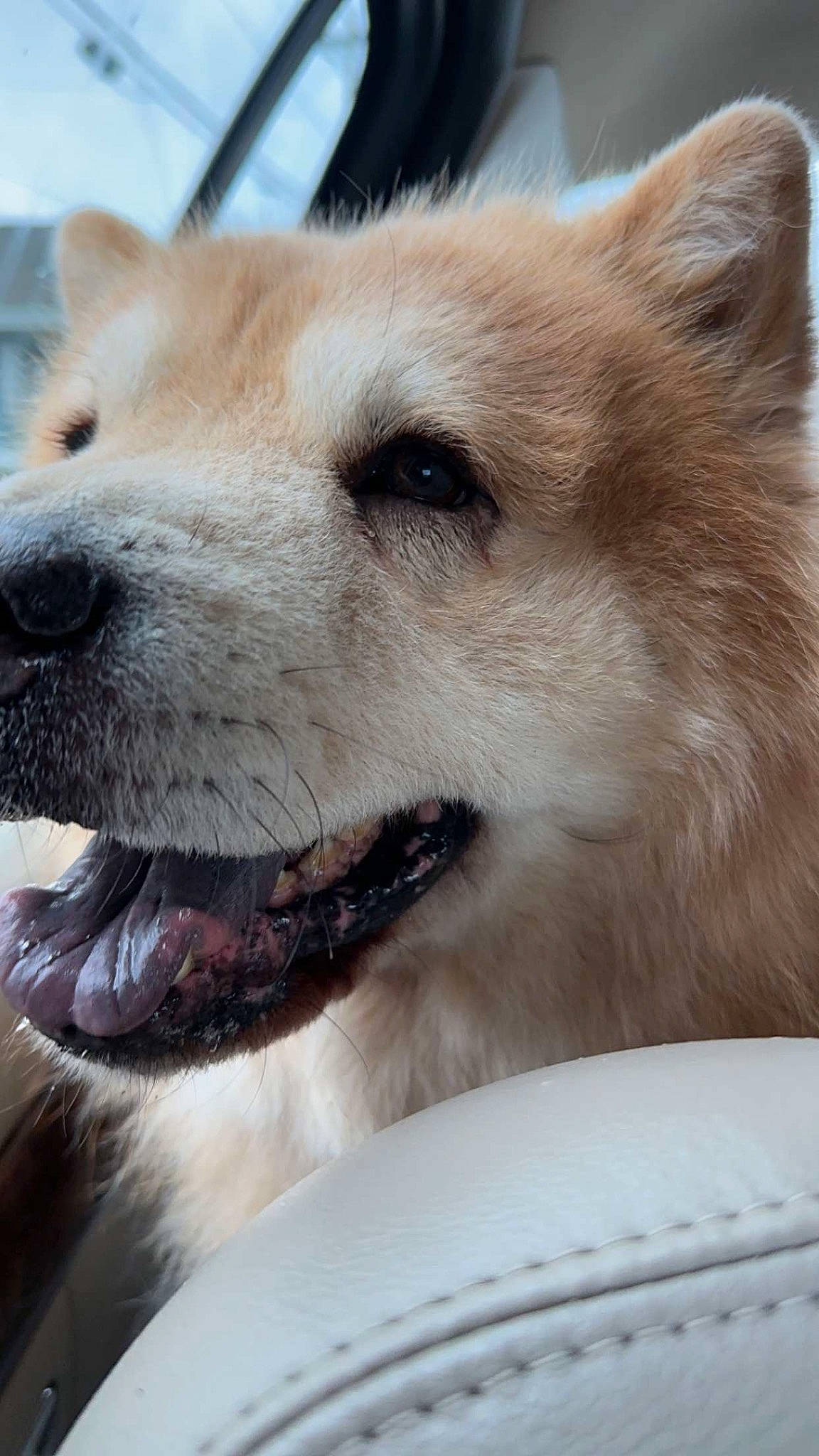 Remmy is registered to the contest to win money with this photo: canidae, canis, carnivore, collar, companion_dog, dog, dog_breed, dog_collar, fang, fawn, foot, fur, jaw, pet_supply, snout, sporting_group, terrestrial_animal, whiskers, working_animal, working_dog