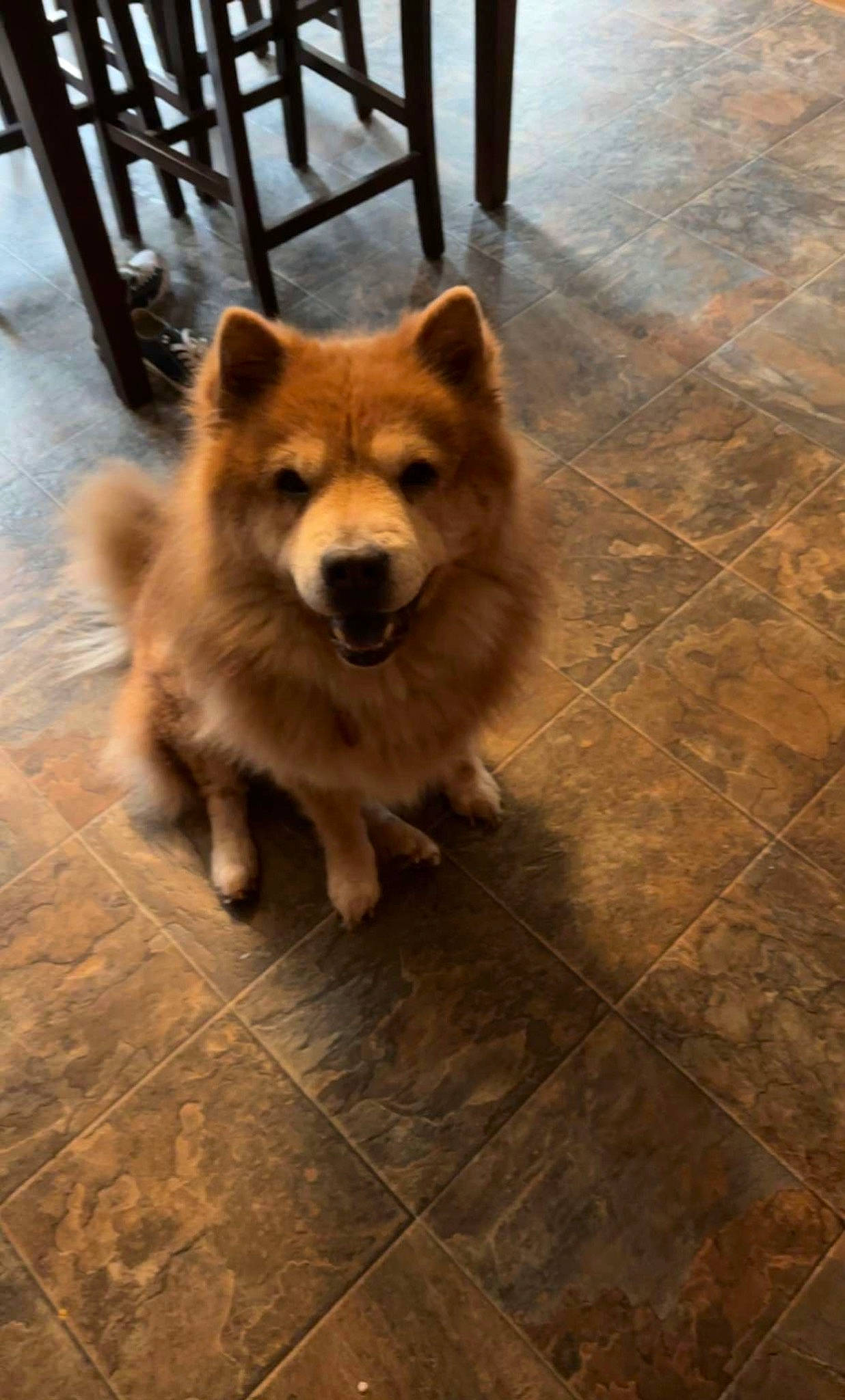 Remmy is registered to the contest to win money with this photo: ancient_dog_breeds, canidae, carnivore, companion_dog, dog, dog_breed, fawn, flooring, fur, german_spitz_mittel, hardwood, road_surface, snout, spitz, tail, terrestrial_animal, tile_flooring, whiskers, wood, working_animal