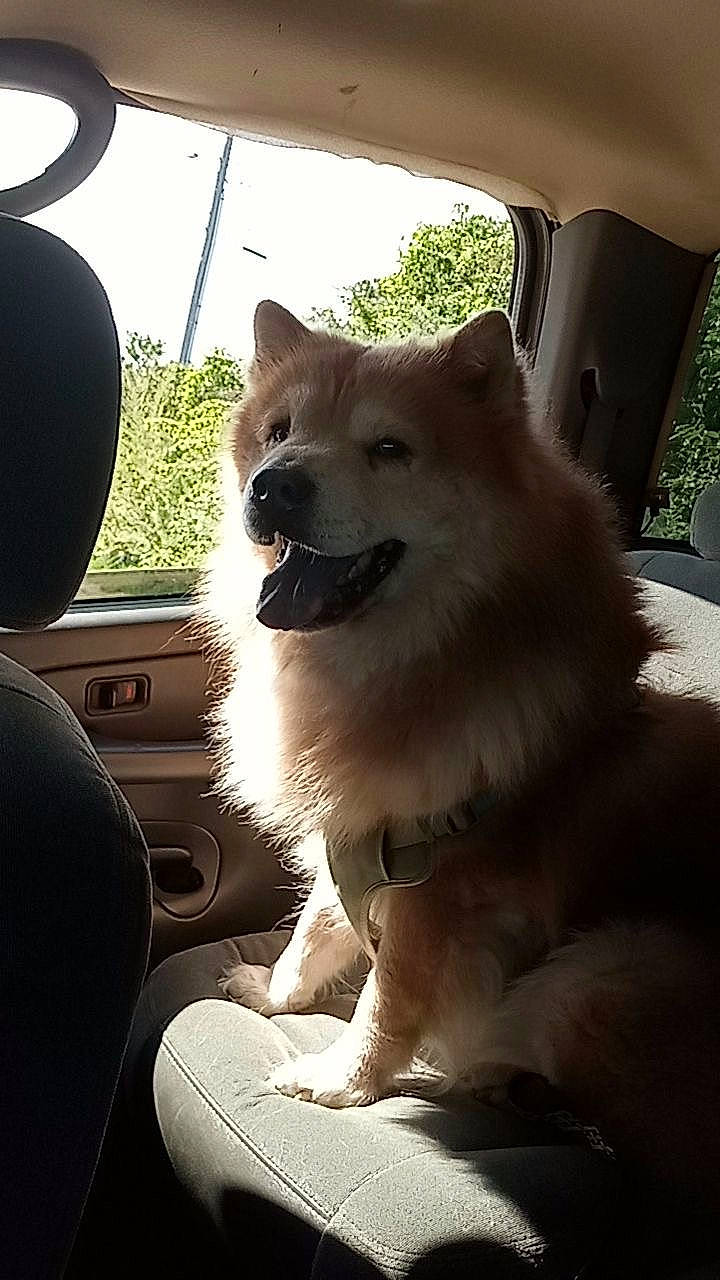 Remmy joined the competition — help win amazing prizes! car, car_seat, carnivore, collar, companion_dog, dog, dog_breed, dog_collar, fawn, fur, light, sky, snout, spitz, sporting_group, vehicle, whiskers, window, windshield, working_animal