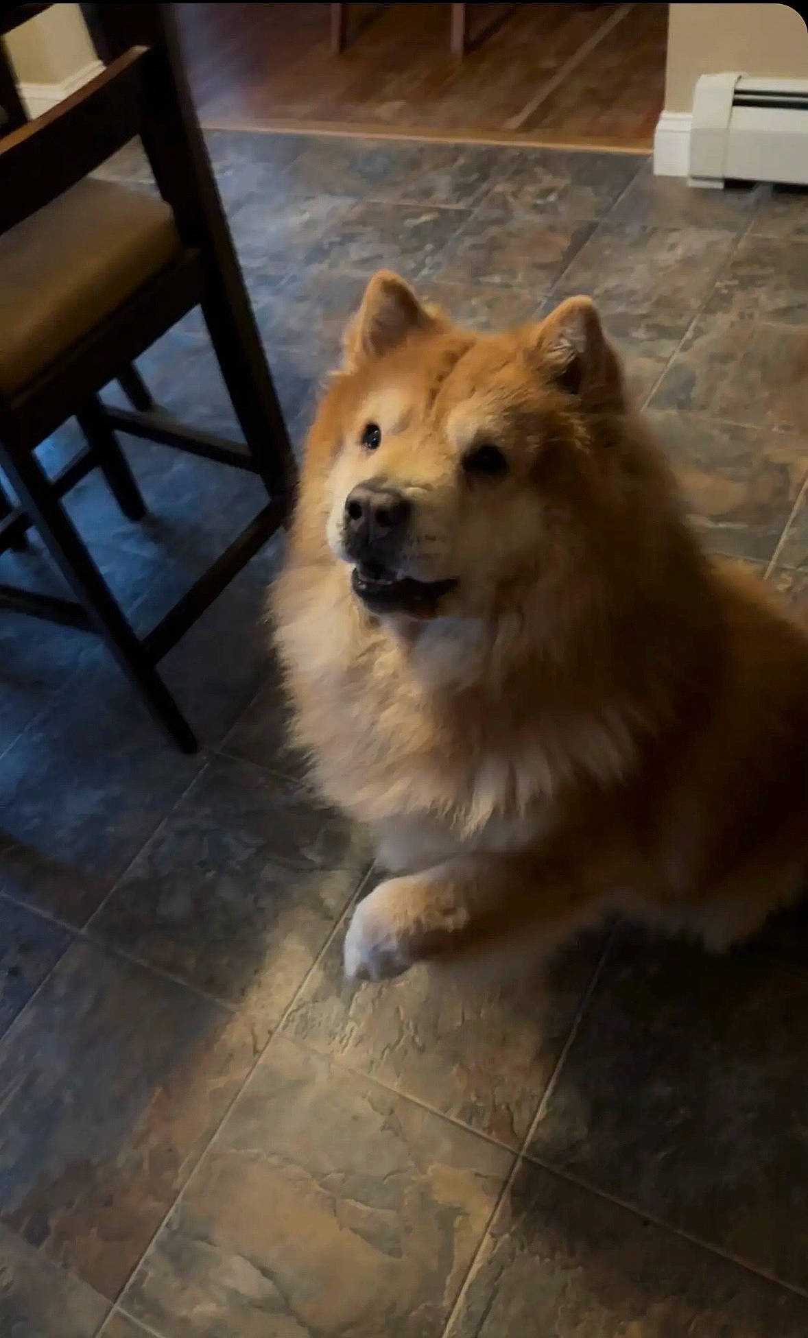 Remmy joined the competition — help win amazing prizes! ancient_dog_breeds, carnivore, chair, companion_dog, dog, dog_breed, flooring, fur, hardwood, non_sporting_group, snout, terrestrial_animal, tile_flooring, wood, working_animal, working_dog