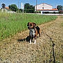 animal, architecture, beagle, boxer, building, bulldog, canine, countryside, dog, field, grass, grassland, hound, nature, outdoors, pet, plant, puppy, rural, shelter