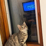 Athena a rejoint le concours — aidez-le/la à gagner de superbes lots ! animal, cat, curious, cute, domestic, ears, feline, house, indoor, kitten, looking_up, pet, reflection, soft_fur, tabby, whiskers, window, windowsill, wood, young_cat