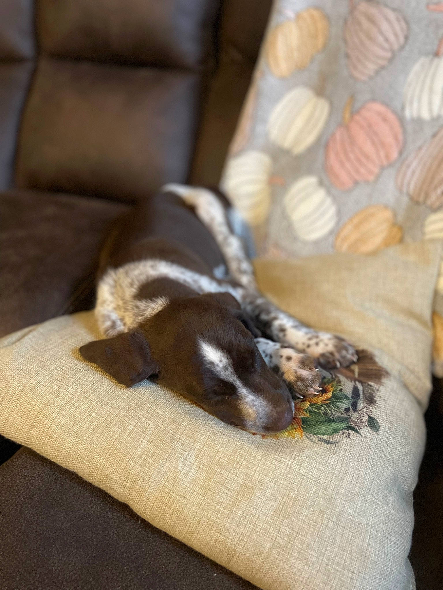 Gus joined the competition — help win amazing prizes! canidae, carnivore, comfort, companion_dog, couch, dog, dog_breed, fawn, felidae, flooring, hardwood, linens, liver, nap, room, small_to_medium_sized_cats, sporting_group, tail, wood, working_animal