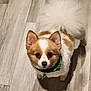 Lady is registered to the contest to win money with this photo: adorable, animal, bandana, brown_and_white, canine, companion, cute, dog, domestic_animal, ears, face, fluffy, friendly, fur, indoor, looking_up, pet, small_dog, tail, wooden_floor