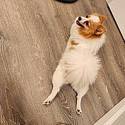 Lady is registered to the contest to win money with this photo: baseboard, brown_fur, corner, dog, ears, flooring, fluffy, happy, indoor, lying_down, pet, pomeranian, relaxed, small_dog, smiling, tail, tongue_out, vent_cover, white_fur, wood_floor