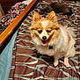 Lady is registered to the contest to win money with this photo: animal, bed, blanket, brown, cat, companion, cozy, cute, dog, furry, gray, indoor, patterned, pet, relaxed, sleeping, small_dog, tiara, tongue_out, white