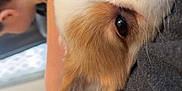 Lady is registered to the contest to win money with this photo: animal, arm, blurred_background, brown, casual, close_up, comfort, companion, cute, dog, face, furry, human, indoor, person, pet, puppy, relaxed, resting, white