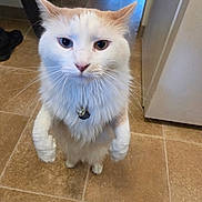Hime joined the competition — help win amazing prizes! animal, cat, closeup, collar, cream_fur, curious, domestic, doorway, ears, feline, floor, household, indoor, pet, standing, tag, tail, tile, whiskers, white_fur