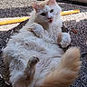 Hime is registered to the contest to win money with this photo: animal, bed, carpet, cat, closeup, cozy, cute, expression, feline, fluffy, fur, indoor, paw, pet, playful, relaxed, resting, sunlight, tail, white_cat