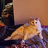 Hime joined the competition — help win amazing prizes! animal, bed, blanket, cat, clothing, comfort, cozy, domestic, feline, fluffy, fur, home, indoor, laundry_basket, pet, quiet, relaxed, resting, soft_texture, warm_lighting