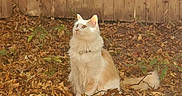 Hime joined the competition — help win amazing prizes! animal, autumn_leaves, calm, cat, curious, daylight, fall, fence, fluffy, fur, garden, leaf_litter, looking_up, nature, orange_and_white_cat, outdoor, pet, sitting, sunlight, wooden_fence