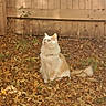animal, autumn_leaves, calm, cat, curious, daylight, fall, fence, fluffy, fur, garden, leaf_litter, looking_up, nature, orange_and_white_cat, outdoor, pet, sitting, sunlight, wooden_fence