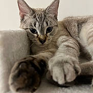 Yuki a rejoint le concours — aidez-le/la à gagner de superbes lots ! cat, feline, pet, close_up, paws, fur, relaxed, resting, whiskers, ears, indoor, cute, animal, tabby, sleepy, soft, portrait, mammal, quiet, calm