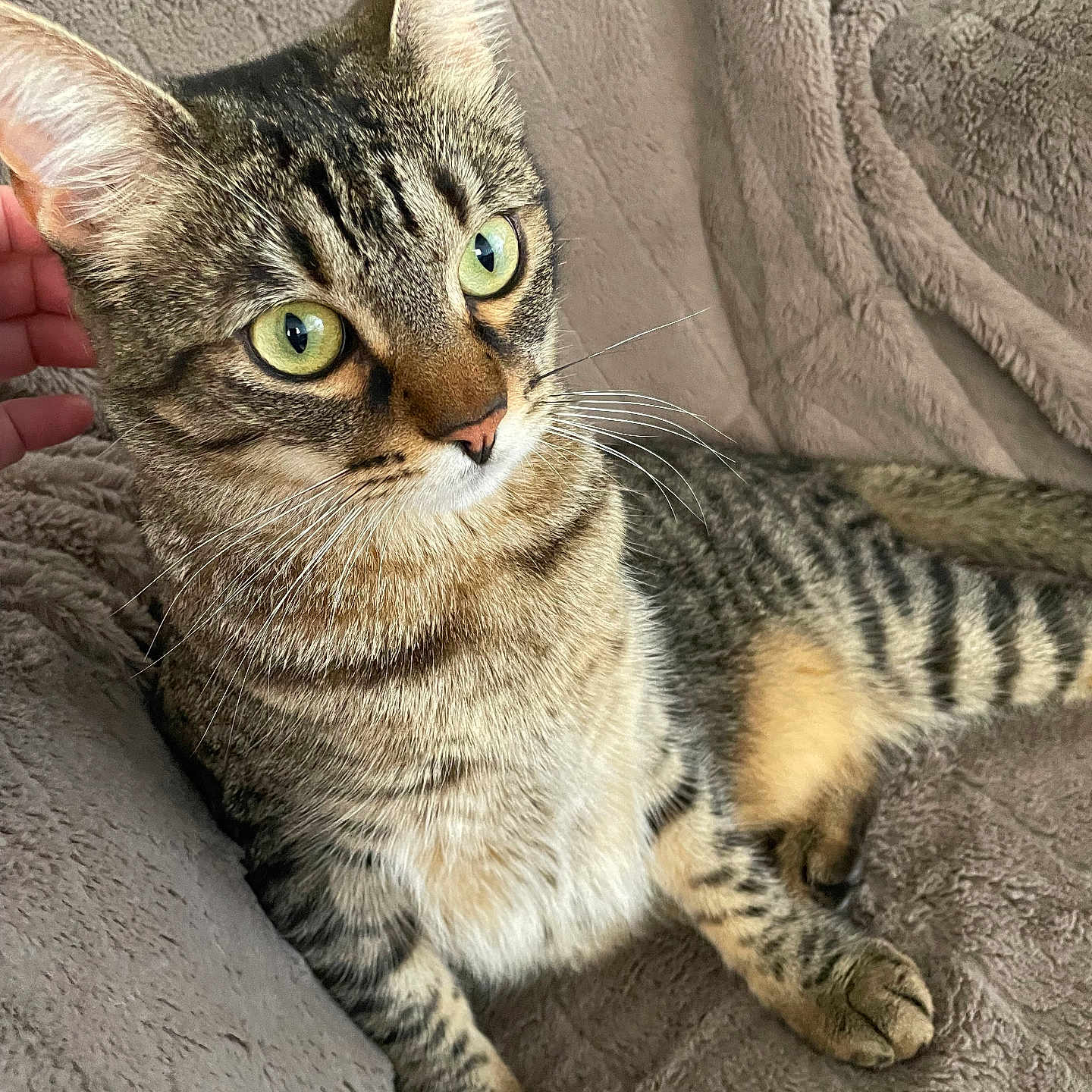 Kira participe au concours pour gagner de l'argent avec cette photo : animal, blanket, cat, closeup, cozy, cute, domestic, ears, feline, fur, green_eyes, hand, indoor, paws, pet, relaxed, resting, soft_texture, tabby_cat, whiskers