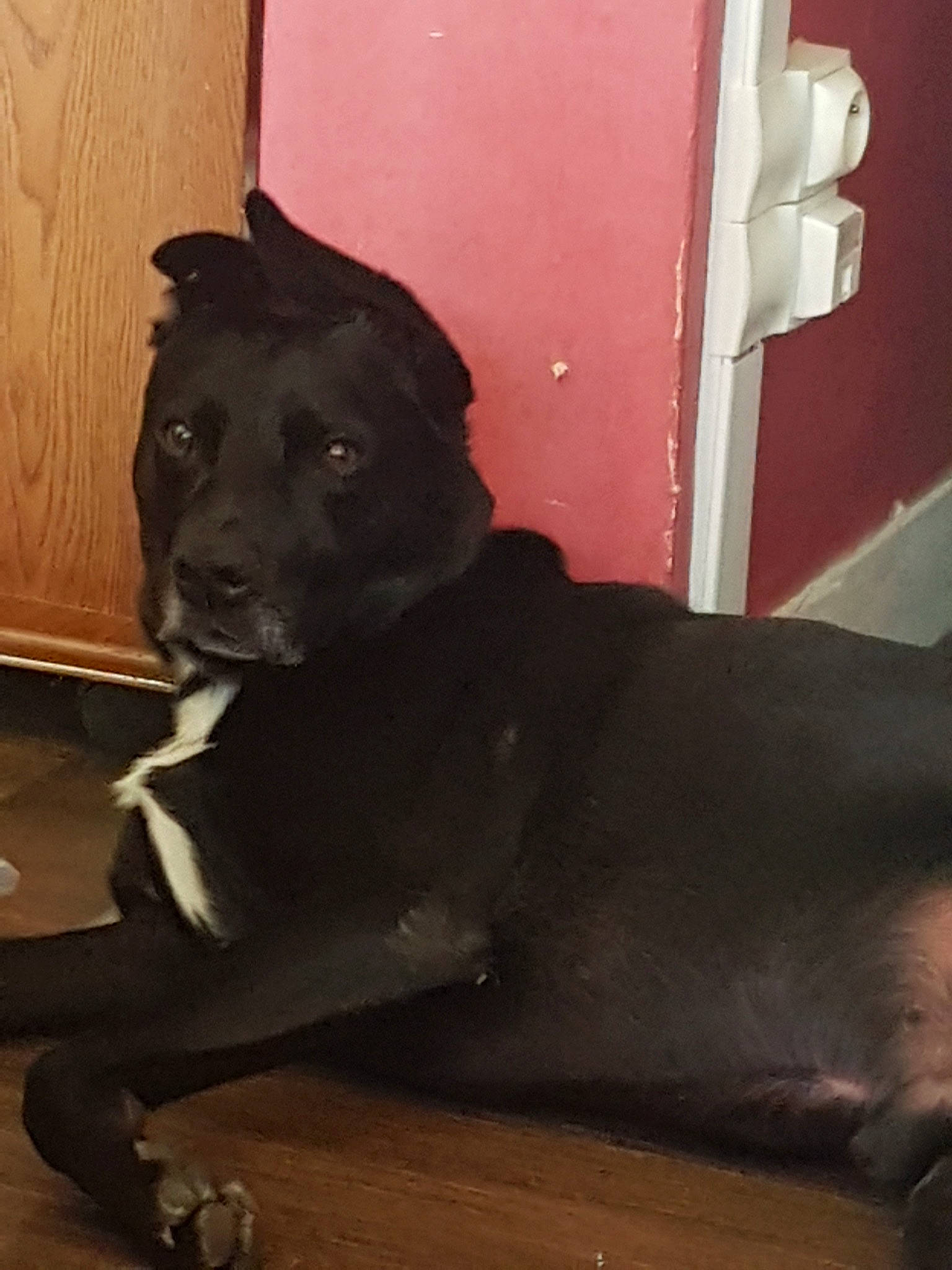 Coré participe au concours pour gagner de l'argent avec cette photo : borador, cane_corso, canidae, carnivore, dog, dog_breed, guard_dog, labrador_retriever, snout, sporting_group