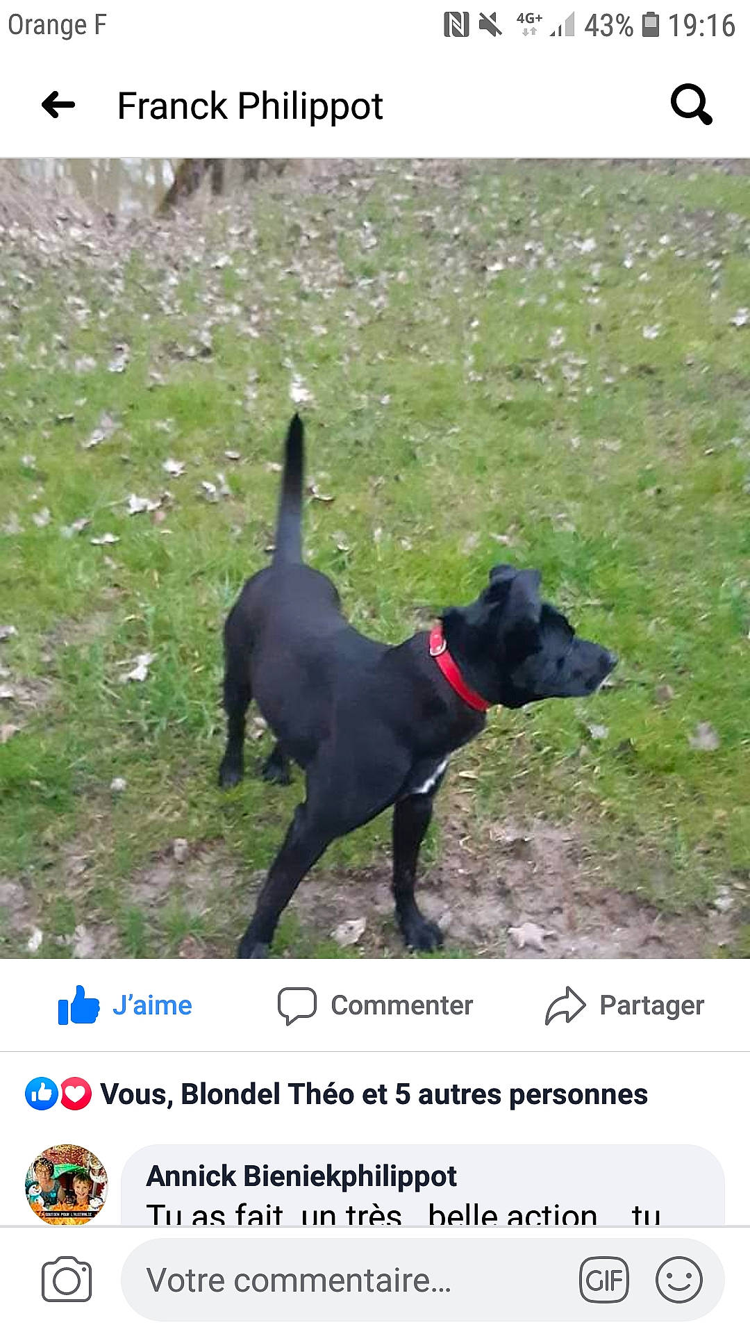 Coré a rejoint le concours — aidez-le/la à gagner de superbes lots ! canidae, canis_panther, carnivore, dog, dog_breed, formosan_mountain_dog, hunting_dog, labrador_retriever, mammal, patterdale_terrier, rare_breed_dog, sporting_group, working_dog