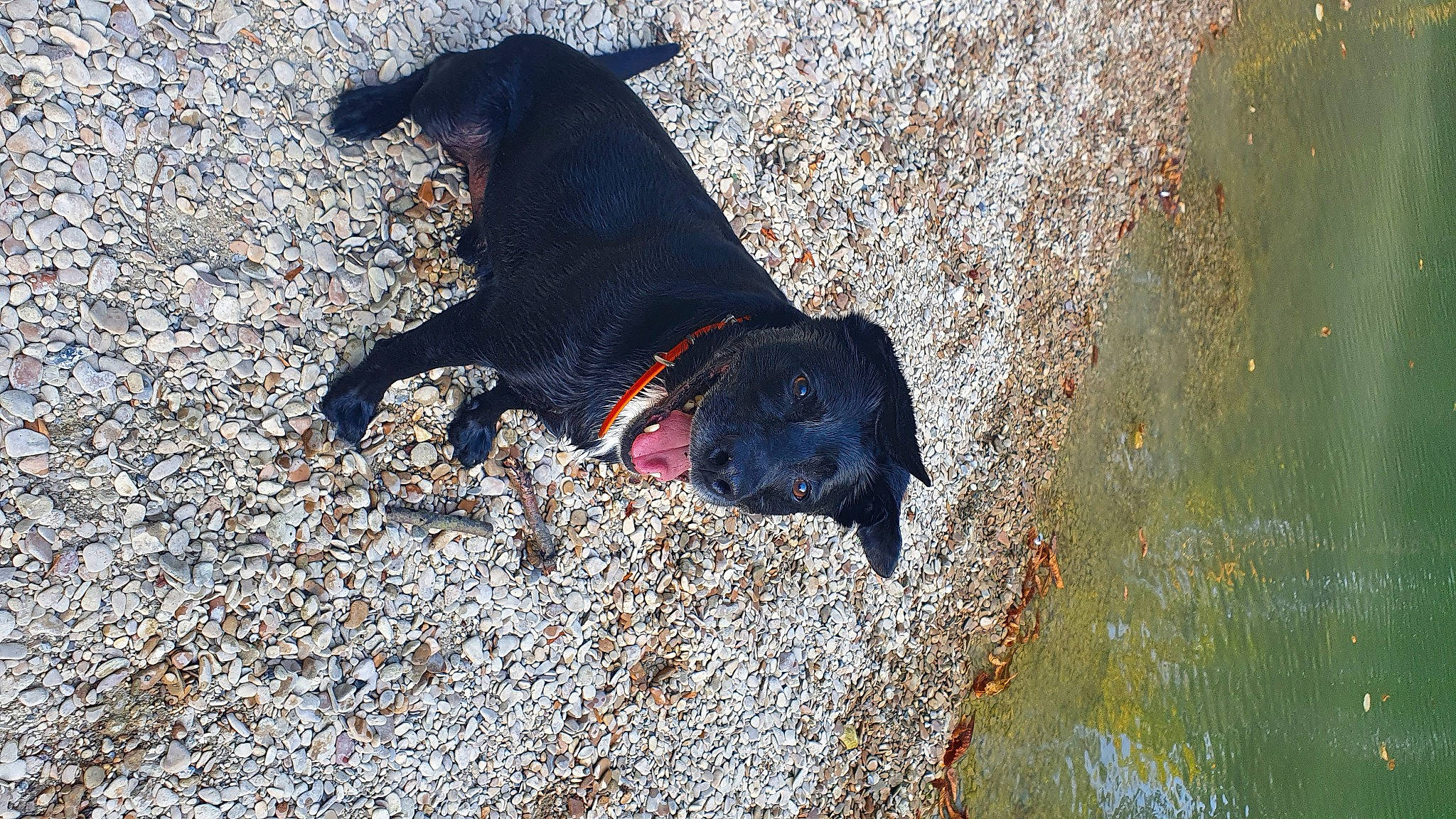 Coré participe au concours pour gagner de l'argent avec cette photo : canidae, carnivore, collar, dog, dog_breed, fawn, guard_dog, leash, pet_supply, road_surface, rock, shadow, snout, soil, sporting_group, tail, tints_and_shades, water, working_animal, working_dog