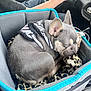 Nettie Betty Boop is registered to the contest to win money with this photo: animal, blanket, car_interior, cozy, cute, dog, domestic_animal, driver, french_bulldog, hand, harness, leopard_print, nap, pet_car_seat, resting, seat, sleeping, steering_wheel, transportation, vehicle