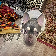 Nettie Betty Boop is registered to the contest to win money with this photo: animal, blanket, colorful_blanket, companion, cozy, curious, cute, dog, domestic, ears, floor, french_bulldog, indoor, looking_up, patterned_rug, pet, rug, small_dog, warm, wooden_floor