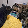 cat, cats, feline, pets, animal, black_cat, tortoiseshell_cat, fluffy, fur, whiskers, ears, nose_to_nose, staring, indoors, bed, blanket, yellow_blanket, bedroom, cozy, portrait