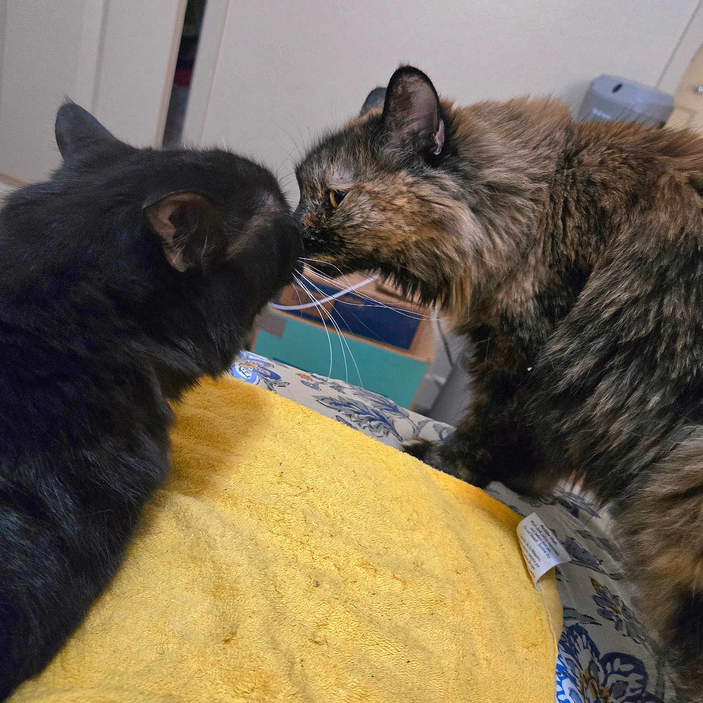 Callie N Negra joined the competition — help win amazing prizes! cat, cats, feline, pets, animal, black_cat, tortoiseshell_cat, fluffy, fur, whiskers, ears, nose_to_nose, staring, indoors, bed, blanket, yellow_blanket, bedroom, cozy, portrait
