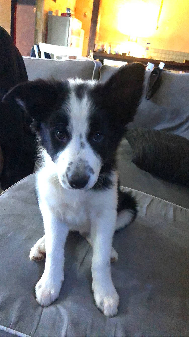 Syra a rejoint le concours — aidez-le/la à gagner de superbes lots ! australian_collie, canidae, carnivore, companion_dog, couch, dog, dog_breed, flooring, fur, herding_dog, mcnab, puppy, snout, sporting_group, tail, toy_dog, whiskers, working_animal, working_dog