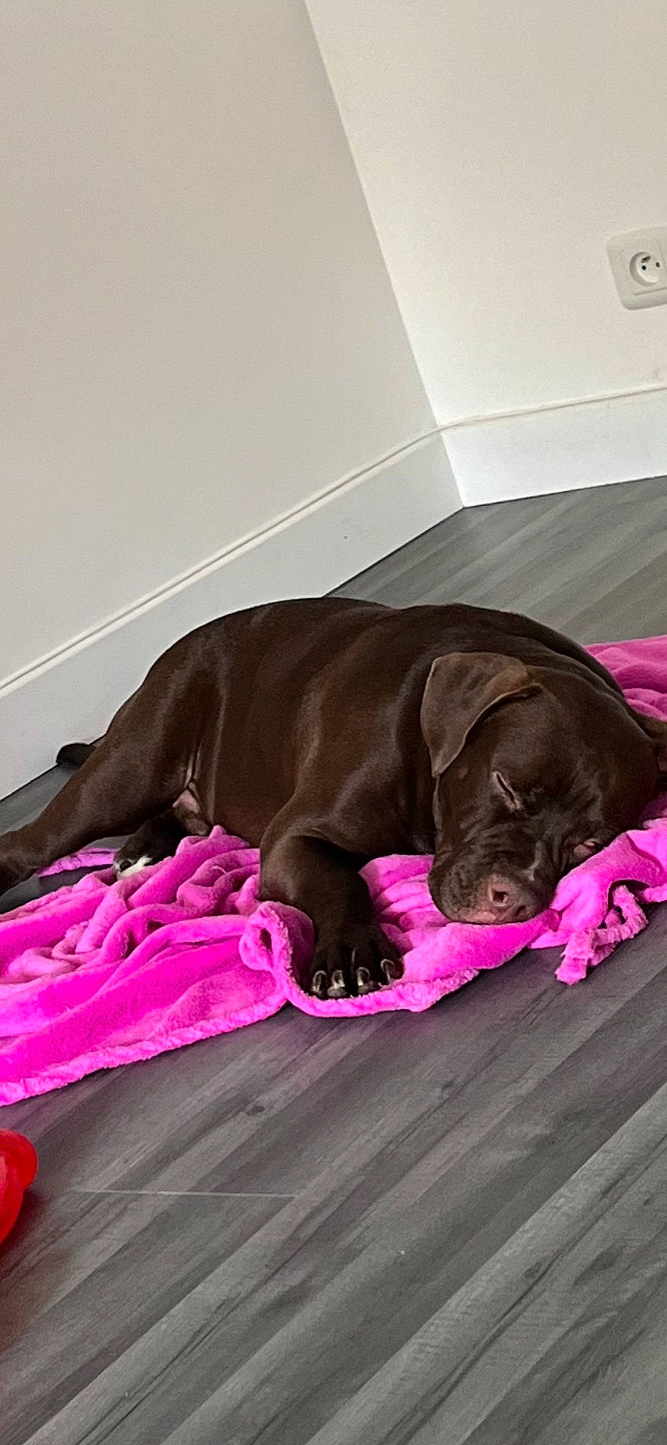 Tyson a rejoint le concours — aidez-le/la à gagner de superbes lots ! brown, canidae, carnivore, comfort, companion_dog, dog, dog_breed, dog_supply, fawn, fur, liver, magenta, nap, pink, puppy, sleep, snout, sporting_group, whiskers, working_animal