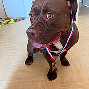 Tyson a rejoint le concours — aidez-le/la à gagner de superbes lots ! award_winner, big_eyes, brown_dog, cabinet, close_up, curious_expression, cute, dog, indoors, medal, paw, pet, pitbull, portrait, sitting, tile_floor, tongue_out, toys_in_background, tricolor_ribbon, white_chest_marking
