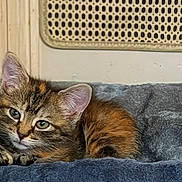 Kona joined the competition — help win amazing prizes! animal, blanket, cat, closeup, cozy, cute, ears, eyes, fur, fur_pattern, indoor, kitten, pet, portrait, relaxed, resting, soft, tabby, whiskers, young
