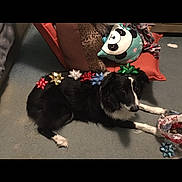 Amanda Werner joined the competition — help win amazing prizes! animal, black_and_white, carpet, colorful, cozy, cushions, cute, decor, dog, domestic, festive, gift_bows, household, indoor, lying_down, panda_pillow, pet, playful, relaxed, resting