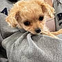 Lili joined the competition — help win amazing prizes! puppy, dog, pet, cute, fluffy, small_dog, person, holding, hoodie, grey_clothing, indoor, close_up, snuggle, young_dog, fur, face, eyes, hand, casual, cozy