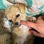 puppy, dog, small_dog, cute, fluffy, playing, bite, hand, human_finger, blanket, indoor, pet, animal, fur, paw, lying_down, closeup, adorable, young_dog, nibble