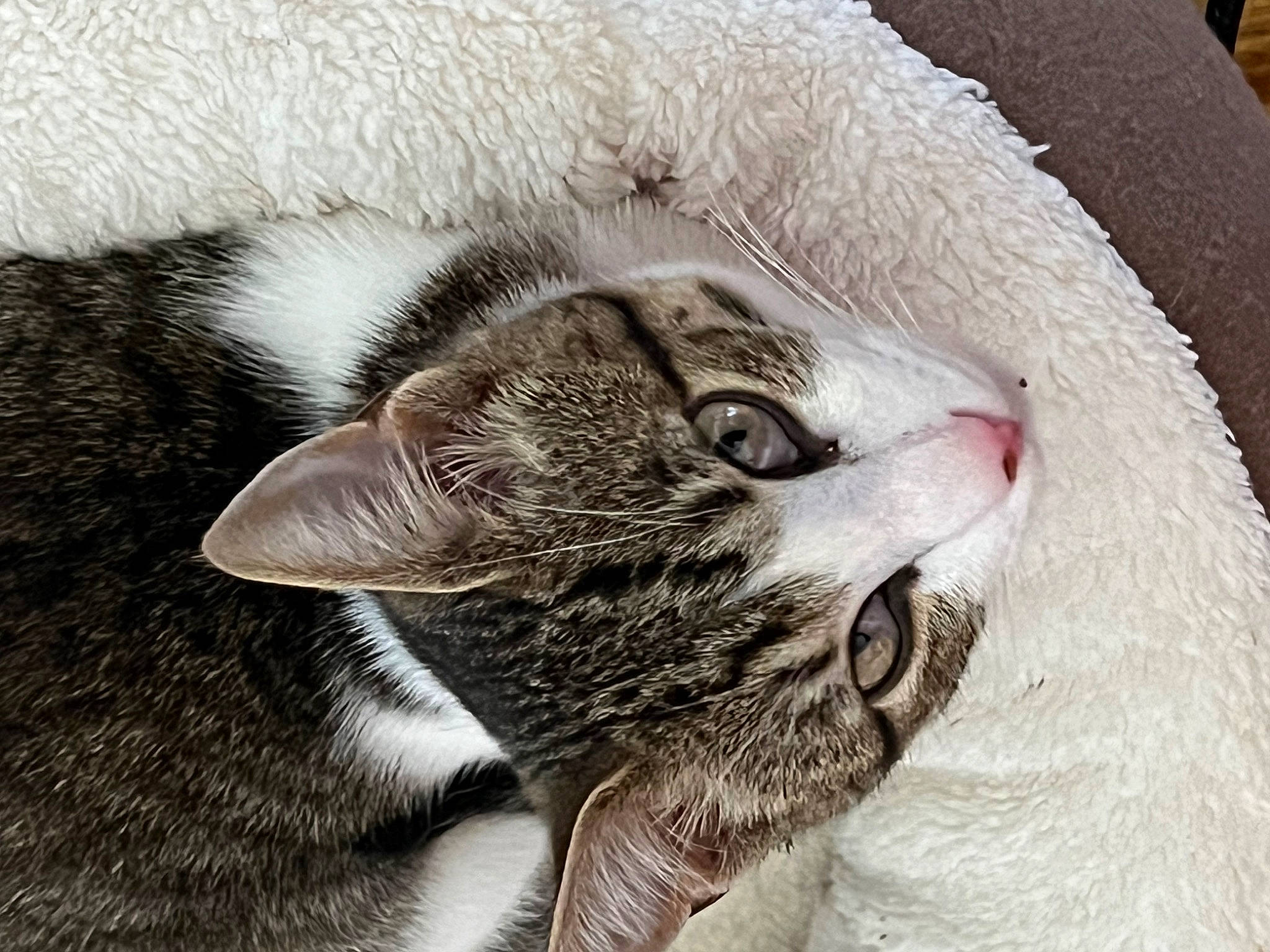 Gaston a rejoint le concours — aidez-le/la à gagner de superbes lots ! carnivore, cat, close_up, comfort, domestic_short_haired_cat, eye, fang, felidae, fur, head, nap, paw, small_to_medium_sized_cats, snout, terrestrial_animal, whiskers