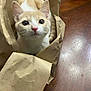 Pumpkin is registered to the contest to win money with this photo: animal, brown_paper_bag, cat, curious, cute, domestic_cat, ears, face, fur, household, indoor, kitten, looking_up, pet, playful, sitting, whiskers, wide_eyes, wooden_table, young_cat