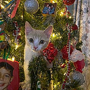 Pumpkin is registered to the contest to win money with this photo: animal, background_curtains, cat, christmas, christmas_lights, christmas_tree, closeup, curious, cute, festive, holiday_decor, holiday_season, indoor, kitten, ornaments, pet, red_ornaments, silver_ornaments, tinsel, tree_branches